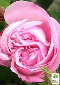 Роза чайно-гібридна "Нобіліс" Суперціна!2