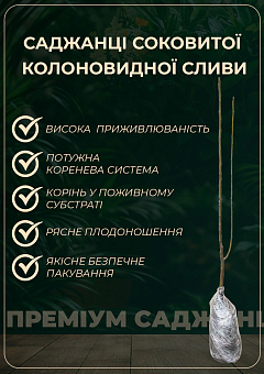 Слива колоновидная "Оскар плюс"1