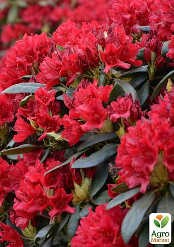 Рододендрон гибридный "Busuki" - фото 5