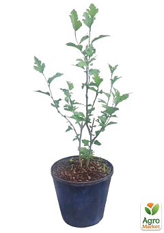 Гибискус сирийский "Ardens" С3, высота 20-40 см9