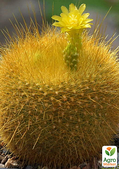 Кактус "Пародия Гресснера" (Brasilicactus graessneri) (Нидерланды)1