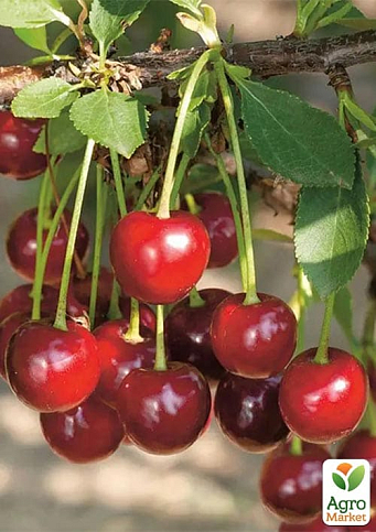 Вишня "Кантор Янош Фюртош" (літній сорт, пізній термін дозрівання)