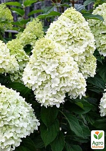 Гортензия метельчатая крупноцветковая "Hercules" 