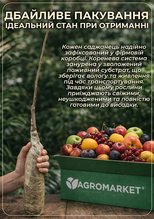 Яблоня колоновидная "Джин" (зимний сорт, поздний срок созревания) - фото 3