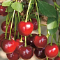 Вишня "Кантор Янош Фюртош" (літній сорт, пізній термін дозрівання)