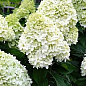 Гортензия метельчатая крупноцветковая "Hercules" 
