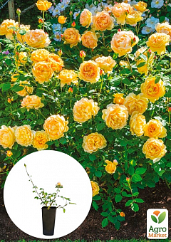 Троянда в контейнері англійська "Golden Celebration" (саджанець класу АА+)1