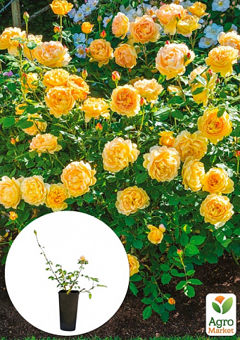 Троянда в контейнері англійська "Golden Celebration" (саджанець класу АА+)