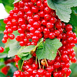 Смородина "Зітавія" (Ribes rubrum "Zitavia") Нідерланди, вазон П9 