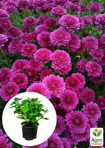 Хризантема мультифлора шарообразная "Staviski Purple"  - фото 3