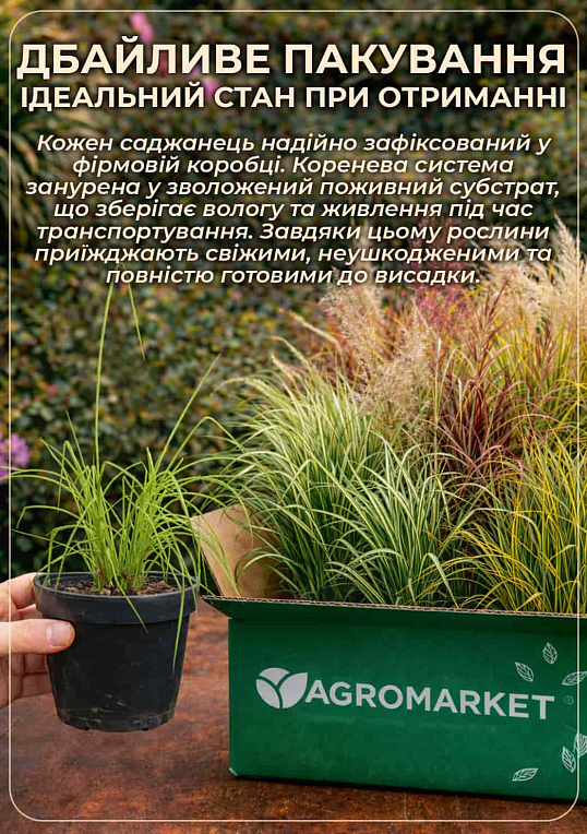 Мискантус китайский "Gracillimus" вазон С2