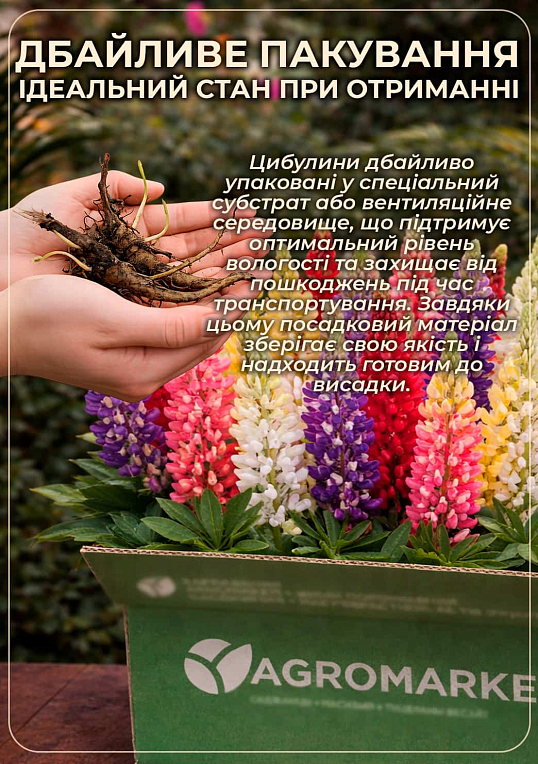 Люпин "Festival Mix" - фото 3