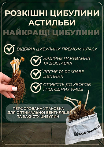 Астильба "Purpurkerze" 1шт - фото 2