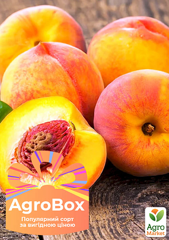 Эксклюзив! AGROBOX с саженцем персика сорта сладкого, как мед