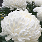 Хризантема великоквіткова "Angelys" (вазон С1 висота 20-30см)
