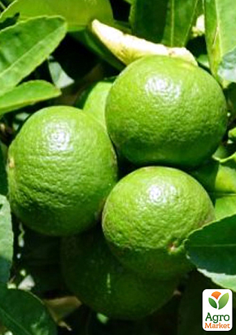 Лайм "Мексиканський" (вкоріненого живця)