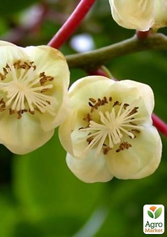 Актинидия "Опылитель, Дон Жуан"  (один саженец опыляет до 5-6 растений! мужской цветок)  - фото 2