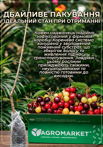 Черешня колоновидная желтая "Мертон Глори" (крупноплодный, сладкий сорт) - фото 4