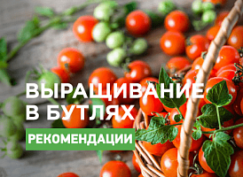 Вирощування помідорів у пластикових пляшках - корисні статті про садівництво від Agro-Market