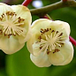Актинидия "Опылитель, Дон Жуан"  (один саженец опыляет до 5-6 растений! мужской цветок)  купить