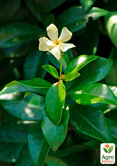 LMTD Трахелоспермум "Jasminoides" висота 50-70см21