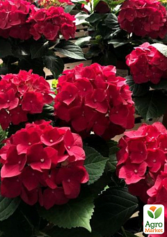LMTD Гортензия крупнолистная цветущая 3-х летняя "Rembrandt Rosso Glory" (30-50см)12