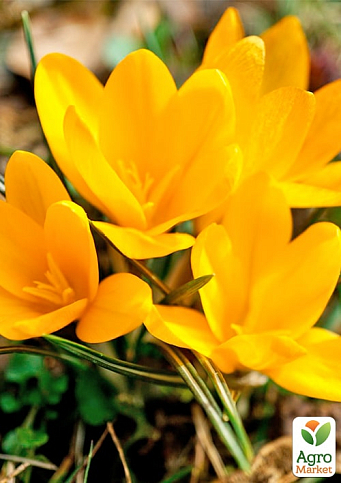 Крокус крупноцветковый "Golden Yellow" укорененный - фото 5