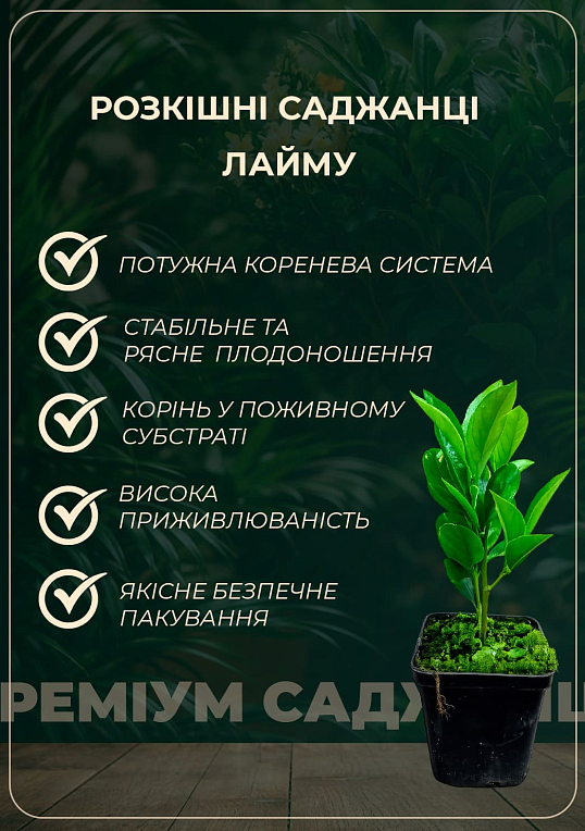 Лайм "Биарс" (укорененный черенок) - фото 2