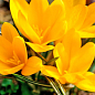 Крокус великоквітковий "Golden Yellow" укорінений 