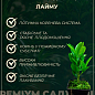Лайм "Биарс" (укорененный черенок) купить