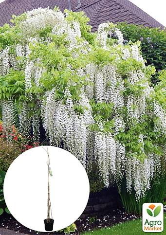 LMTD Вистерия (глициния) "Sinensis Alba" 5-и летняя (высота 120-170см)
