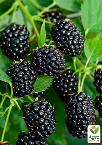 Ожина "Чачанська Бестрна" (середньо-ранній термін дозрівання, великоплідний сорт)