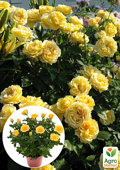 LMTD Роза цветущая 2-х летняя Pyramide "Sophia Renaissance" (укорененный саженец в горшке, высота40-60см)2