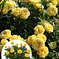 LMTD Роза цветущая 2-х летняя Pyramide "Sophia Renaissance" (укорененный саженец в горшке, высота40-60см)