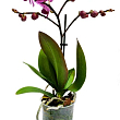 Орхідея Міні (Phalaenopsis) "Tiger"