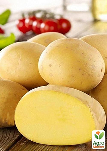 Картопля "Констанс" насіннєва рання (1 репродукція) 1кг