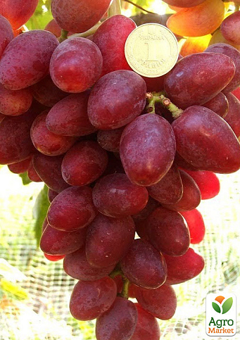 Виноград "Дубовський Червоний" (солодкий великий, гігантська ягода) 1 саджанець в упаковці - фото 3