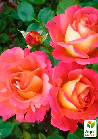 Ексклюзив! Троянда паркова "Імперія кольору" (Empire of color) (саджанець класу АА+) вищий сорт