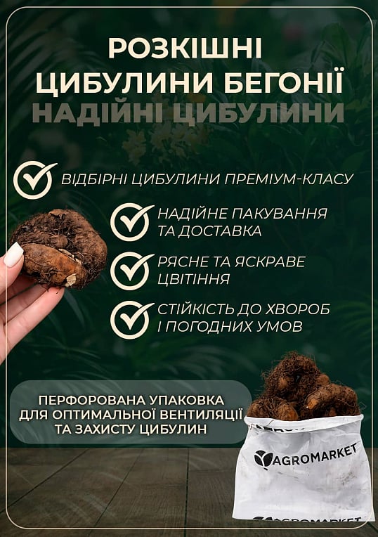 Бегонія "Фімбріата помаранчева" 1шт - фото 2