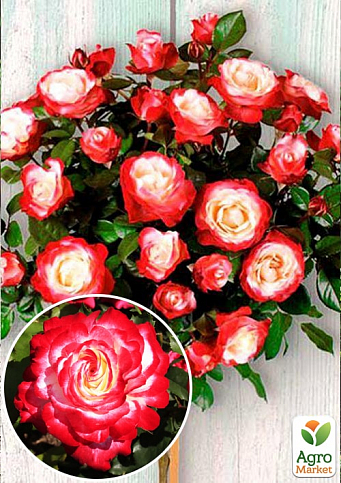 Роза штамбовая "Дабл Делайт" (саженец класса АА+) высший сорт