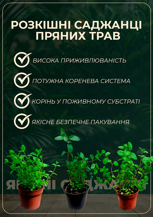 Гиностемма Пятилистная (джиаогулан, трава бессмертия) - фото 2