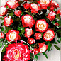 Роза штамбовая "Дабл Делайт" (саженец класса АА+) высший сорт