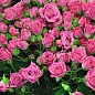 Роза мелкоцветковая (спрей) "Лавлей Лидия" (саженец класса АА+) высший сорт цена