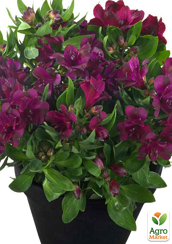 Альстромерия inticancha "Paraiso" (выращено in-vitro) С1,5