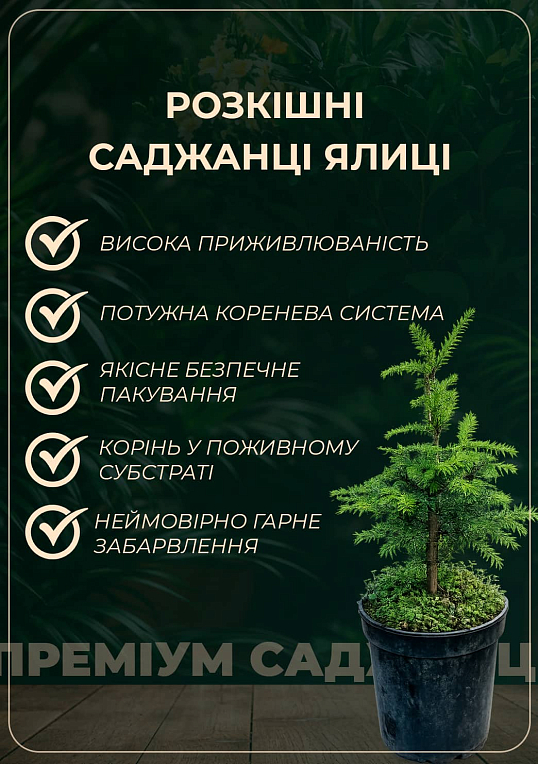 Пихта Корейская 3-х летняя "Icebreaker" высота 15-20см - фото 5