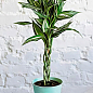 LMTD Драцена переплетенная "Sanderiana" (высота 40-50см)