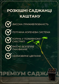 Каштан їстівний "Ліонський" висота 20см22