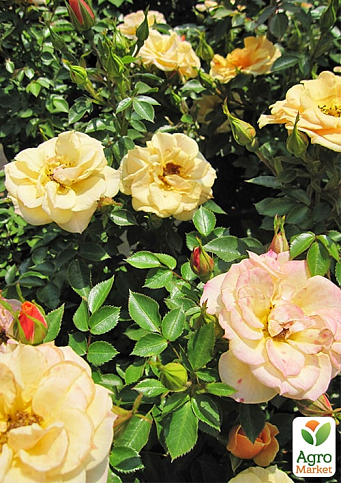 Роза плетистая "Зорба" (саженец класса АА+) высший сорт - фото 3