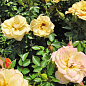 Роза плетистая "Зорба" (саженец класса АА+) высший сорт цена