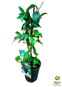 LMTD Трахелоспермум "Jasminoides" висота 50-70см21